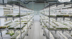 浅谈植物组织培养实验室设计方案