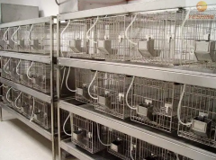 动物实验室建设工程多少钱一平方