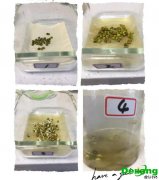 实验室种子制备的原则是什么